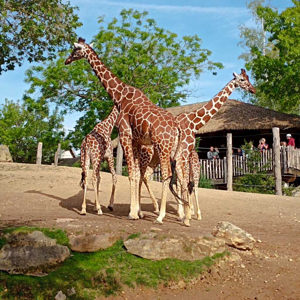 Les girafes de Beauval Les girafes au zooparc de Beauval