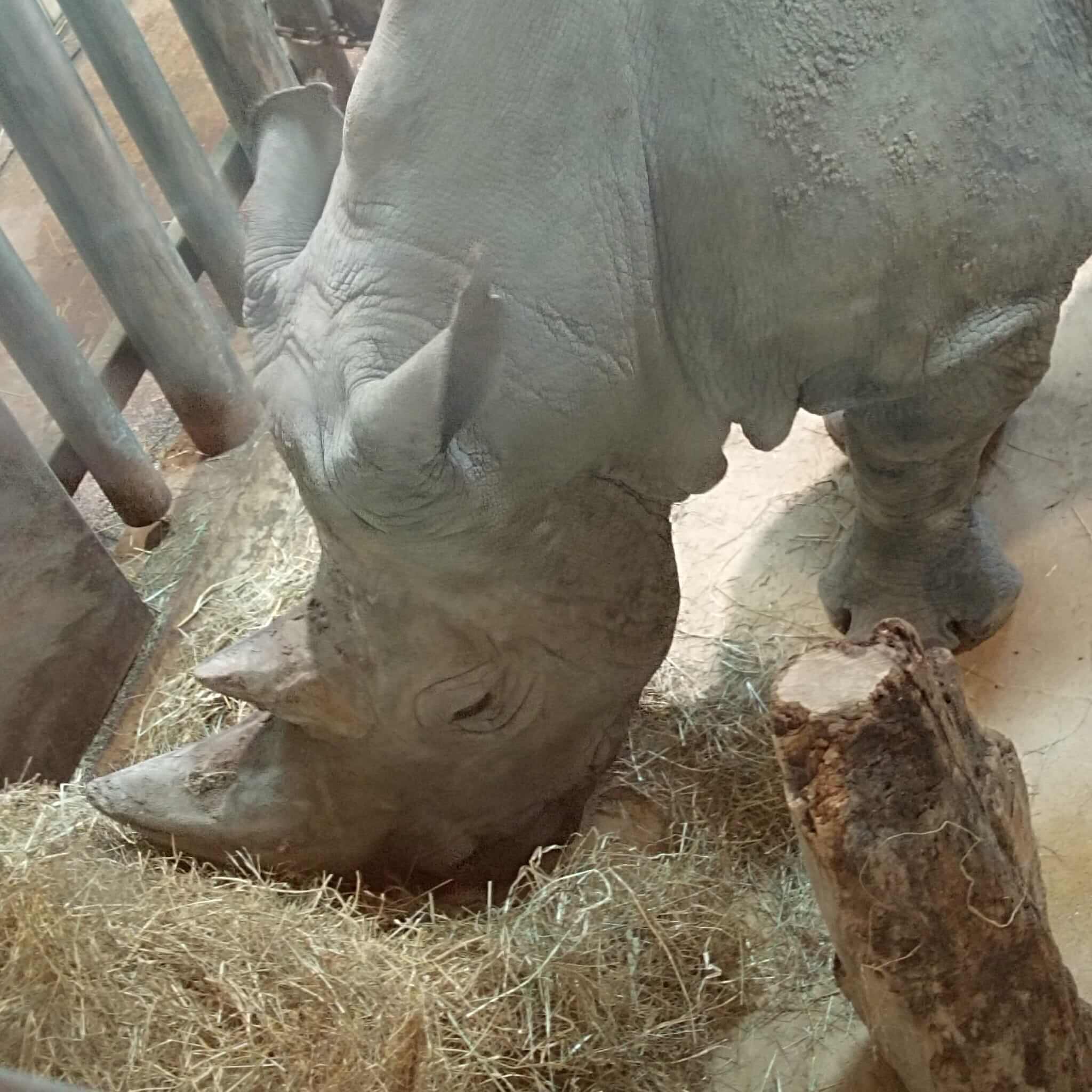 Rhinoceros a Beauval Soin d'un Rhinocéros à Beauval.