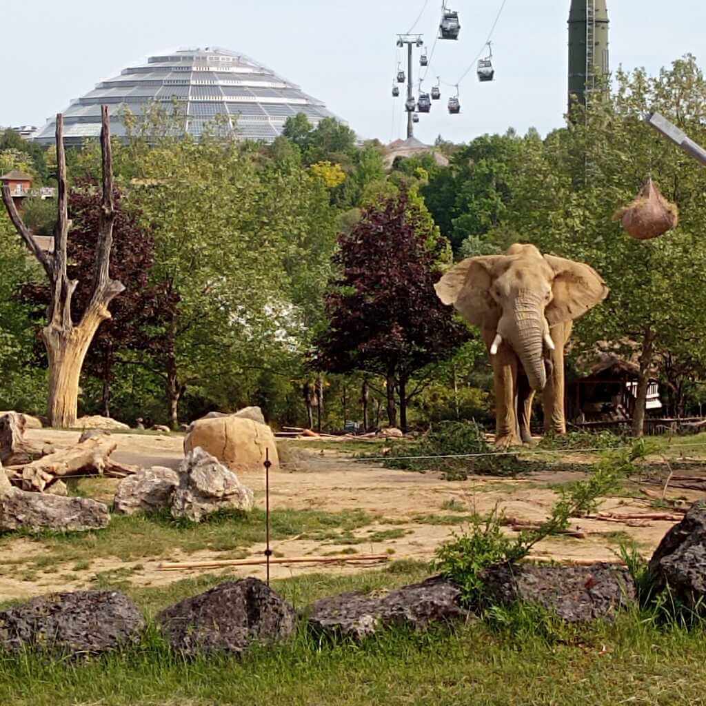 Un elephant-le-dome-a beauval Un éléphant avec le dome en arrière plan au zoo de beauval
